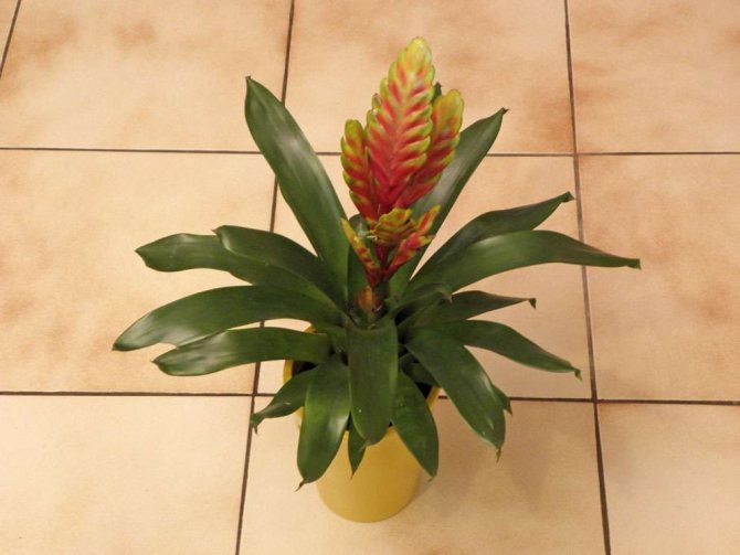 Bromelia: transplant after purchase