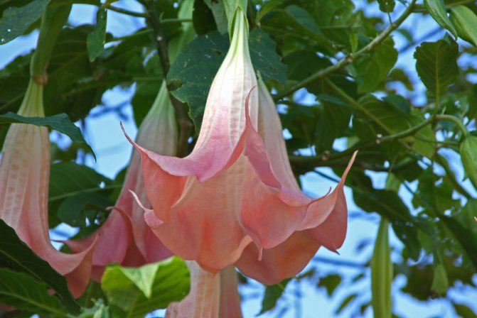 brugmansia landing and care
