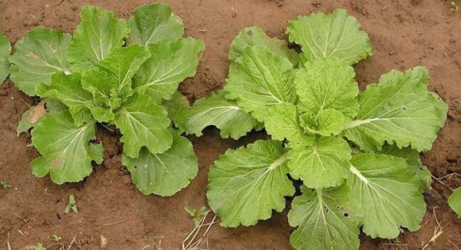 Rutabaga growing and care in the open field with what to plant and when to sow