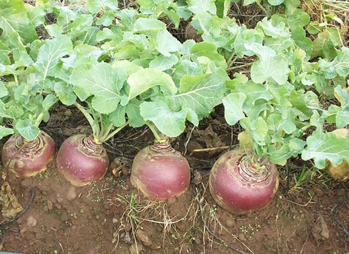 Rutabaga crește și se îngrijește în câmp deschis cu ce să plantezi și când să semeni