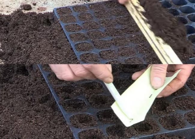 Future cabbage seedlings