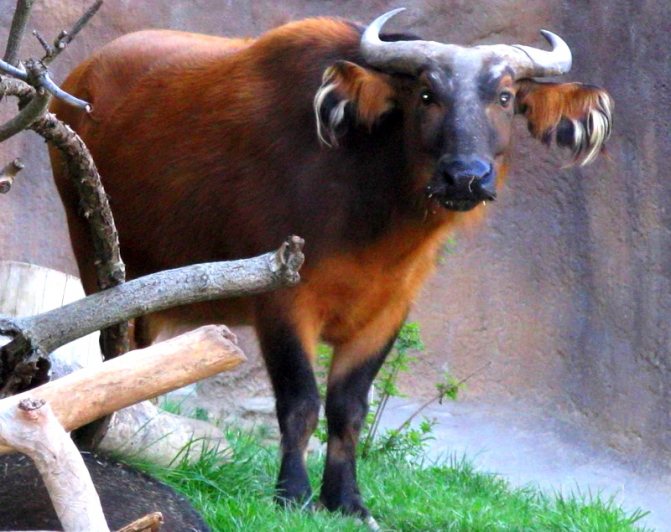 Buffalo: stanoviště, druhy, rysy