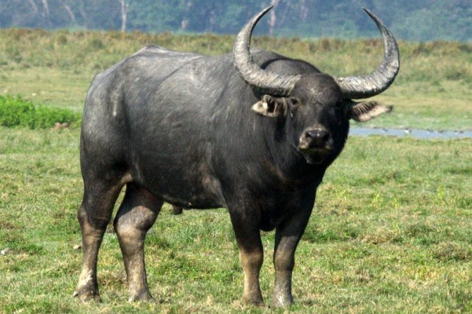 Buffalo: habitat, species, features