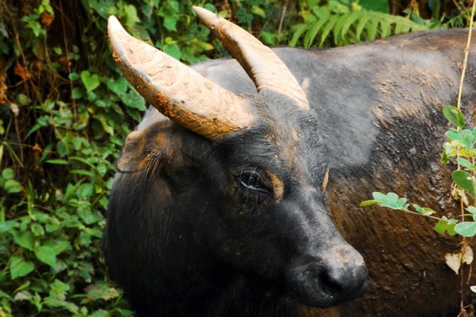 Buffalo: stanoviště, druhy, rysy