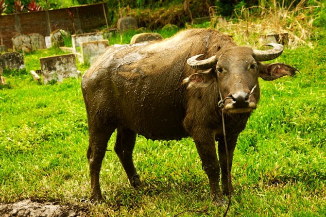 Buffalo: habitat, species, features