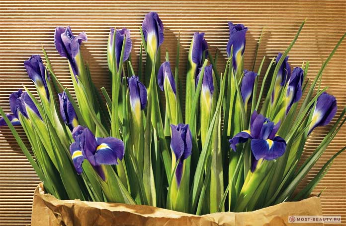 Bukett med iris