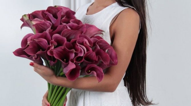 A bouquet made up of burgundy calla lilies.