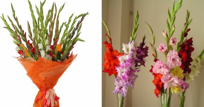 Mga bouquet ng gladioli