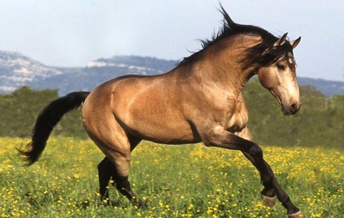 حصان باك