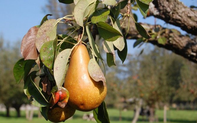 Brown spot - pear leaf disease (with photo)