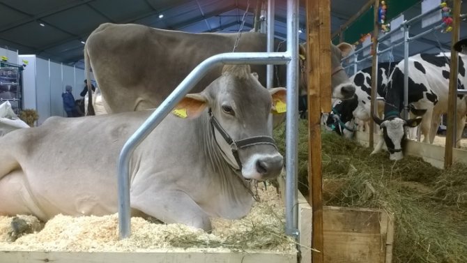 Кафявата швейцарска крава е пълна и си почива легнала