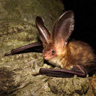 خفاش بني طويل الأذن