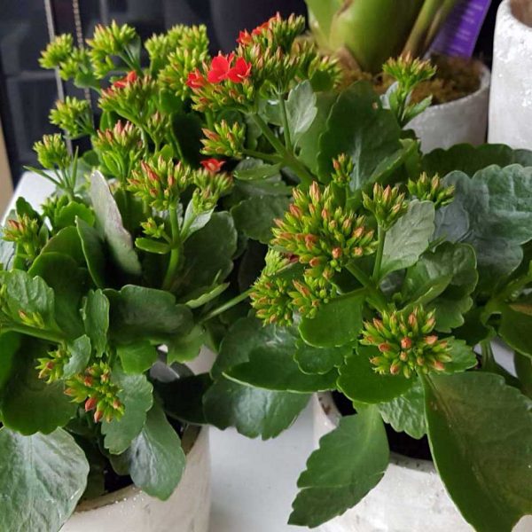 blooming Kalanchoe buds