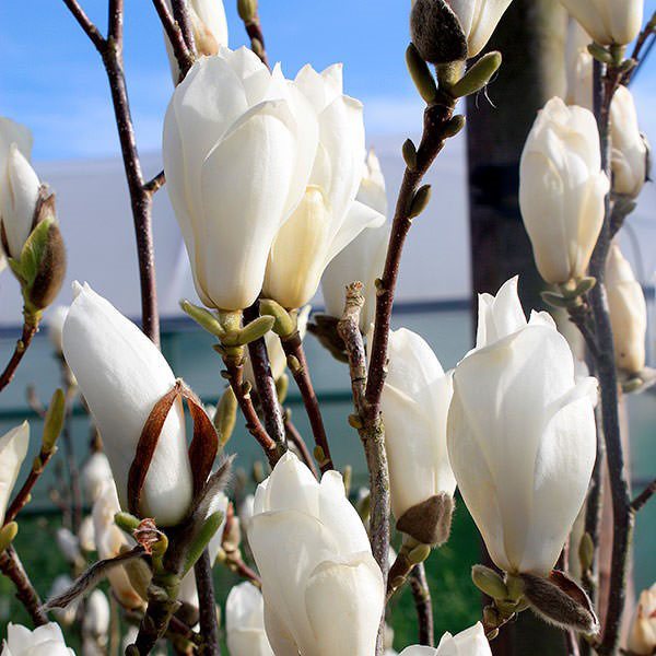 magnolia tunas telanjang