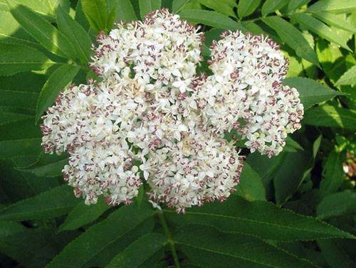 elderberry shrub with white flowers