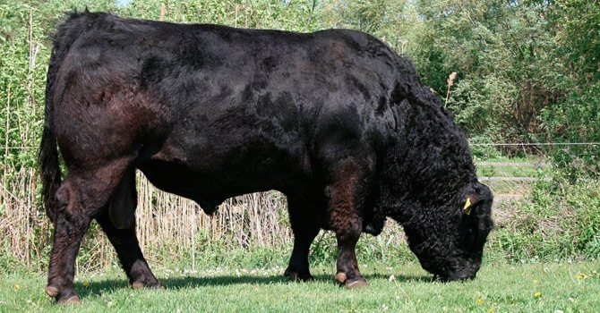 Galloway bull