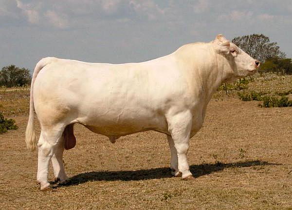 Charolais beef bull