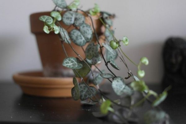 Fast-growing indoor plants - list and photo of the TOP-10