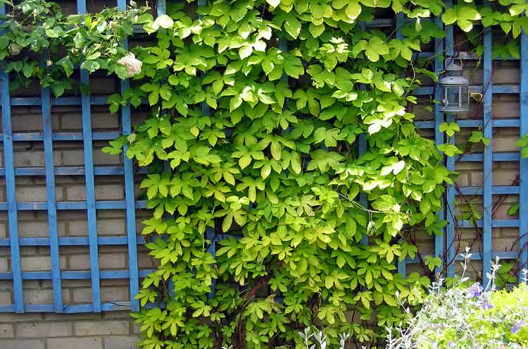 Fast growing plants for the fence