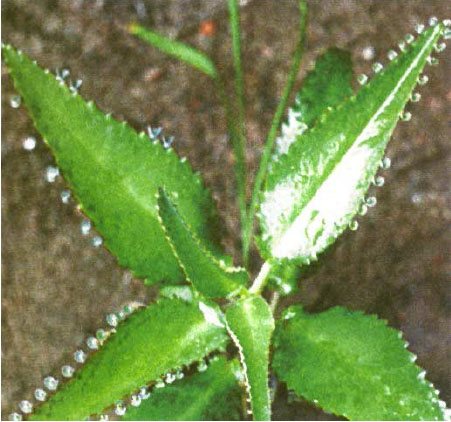 السحر الشافي للنباتات والخصائص العلاجية للشجرة الحية
