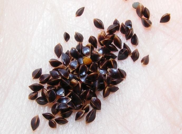 Semințele de măcriș în timpul însămânțării de iarnă trebuie să fie absolut uscate, ceea ce nu le va permite să germineze până la înghețurile de iarnă