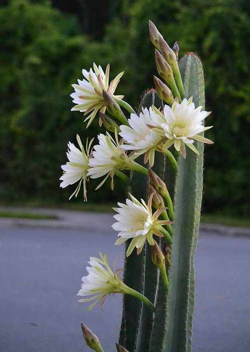 Foto Cereus peruvian Cereus peruvianus
