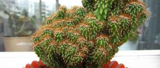 سيروس بيرو (Cereus repandus)