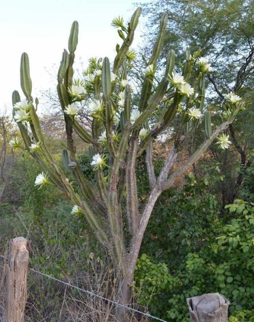 Foto Cereus yamakaru atau hakamaru Cereus jamacaru di alam semula jadi