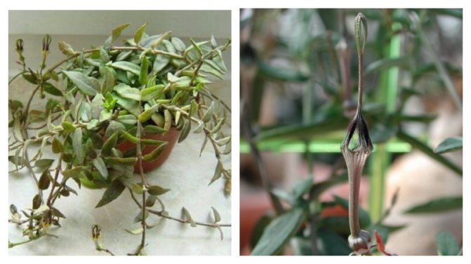Ceropegia - climbing ampelous plant