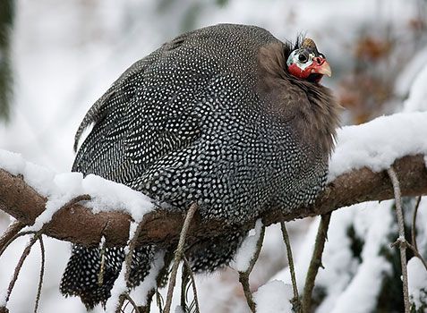 Guinea fowls tolerate winter easily