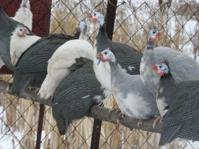 Păsările de Guineea cocoțate