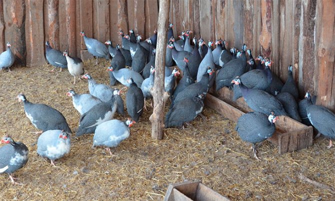 Guinea fowl: breeding features and maintenance for beginners