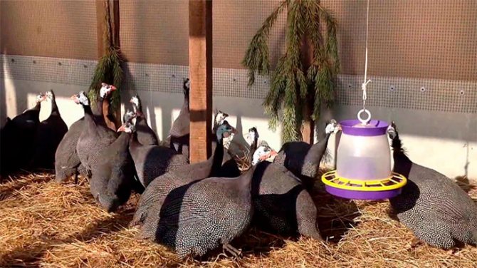 Guinea fowl: breeding features and maintenance for beginners