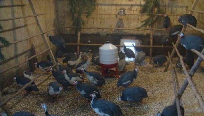Mga fowl ng Guinea malapit sa isang feeder na may isang dispenser