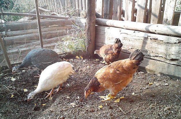 يمكن تربية دجاج غينيا مع طيور أخرى