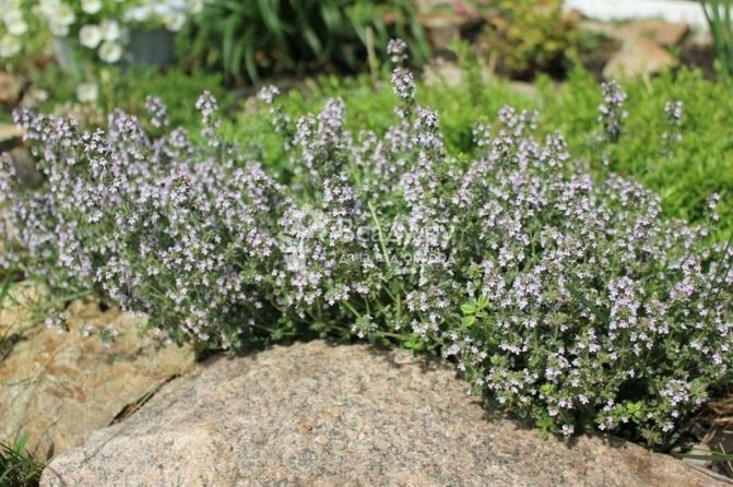 Thyme will saturate both tea and summer air of Vsadu.Ru