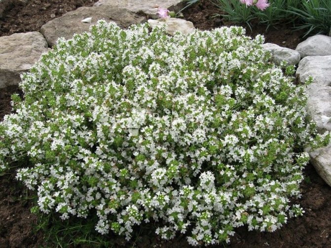 Common thyme can be of different sizes and colors, in the photo there is a white thyme