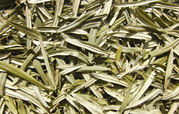 чай от листа на морски зърнастец ферментирали ползи и вреди