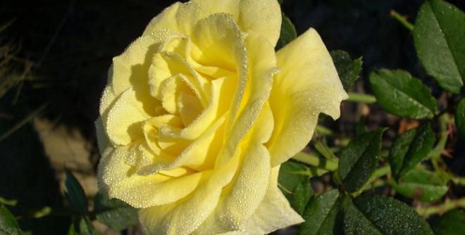 Чаена роза засаждане и грижи в градината