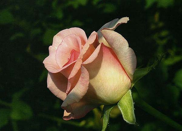хибридни сортове чаена роза