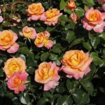 Hybrid tea roses - planting and care features
