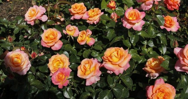 Хибридни чаени рози - особености за засаждане и грижи