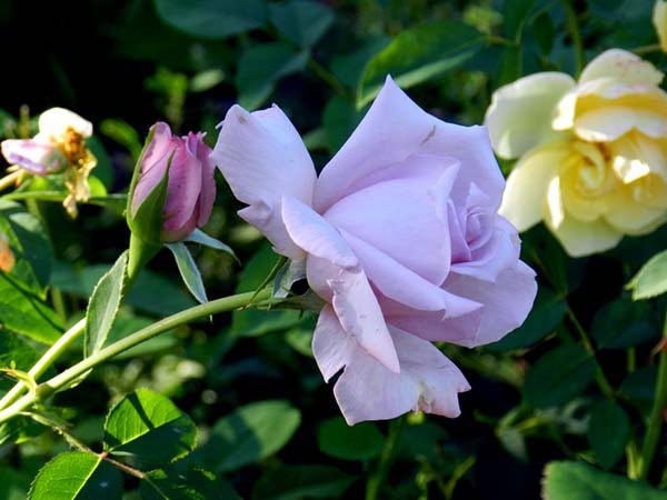 хибридни сортове чаена роза