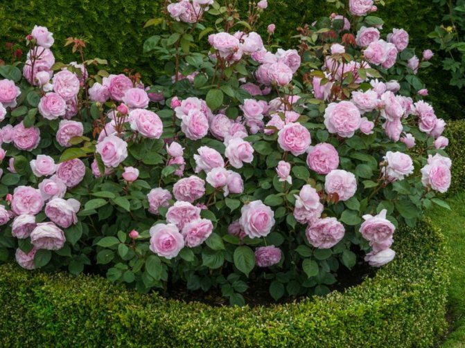 Hybridní čajové růže