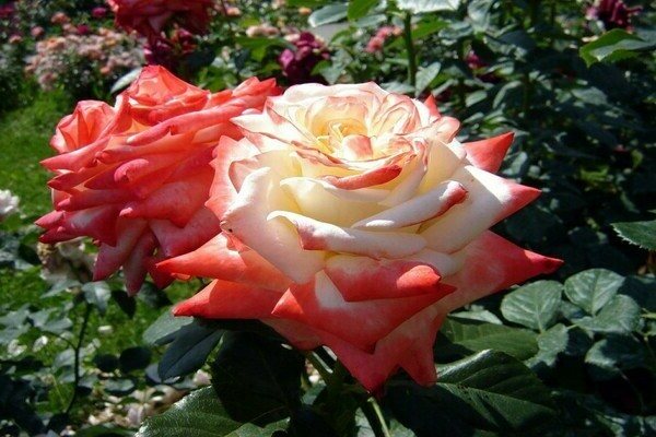 Hybridte typer av rosor: beskrivning