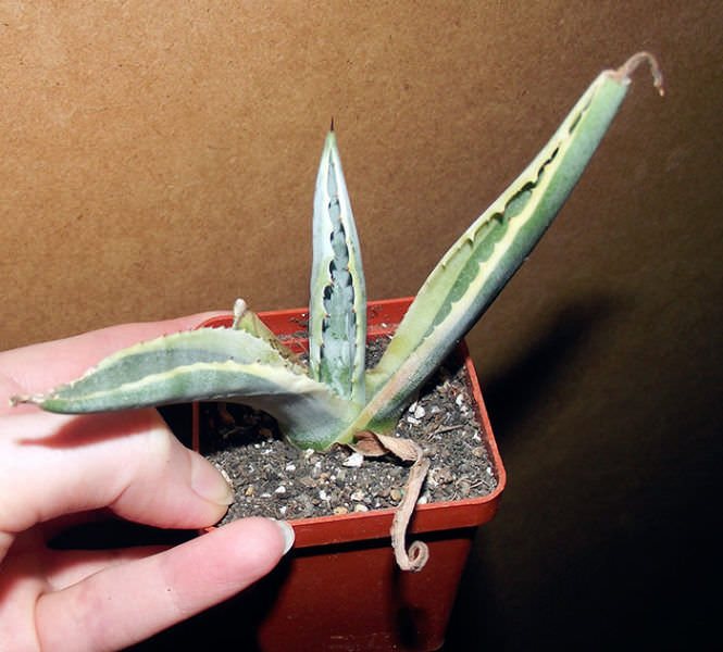 Selalunya, agaves berisiko dijangkiti penyakit kulat.