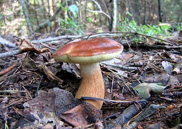 Most often, the white Polish mushroom is found in the northern temperate zone.