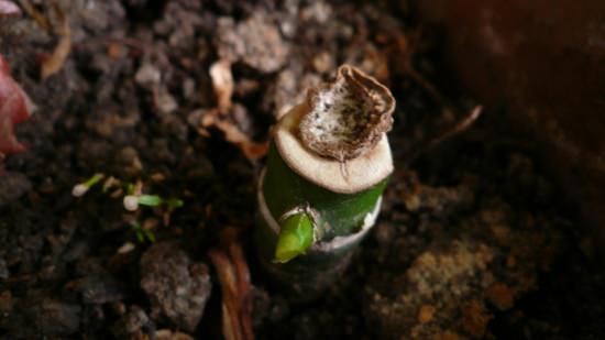 Cel mai adesea, tulpina tăiată din Diffambachia este pur și simplu aruncată în solul nutritiv în ghiveci și udată abundent.