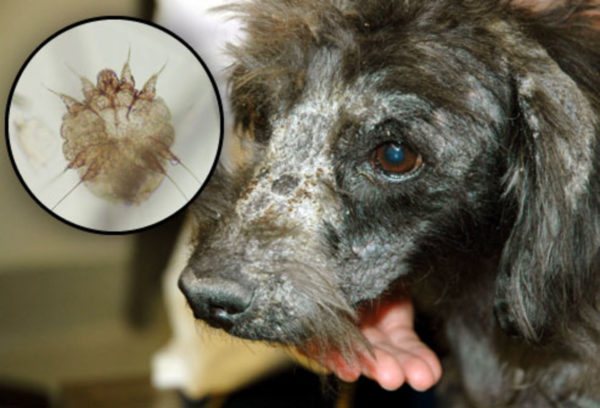Cel mai adesea câinii sunt atacați de Sarcoptes canis.