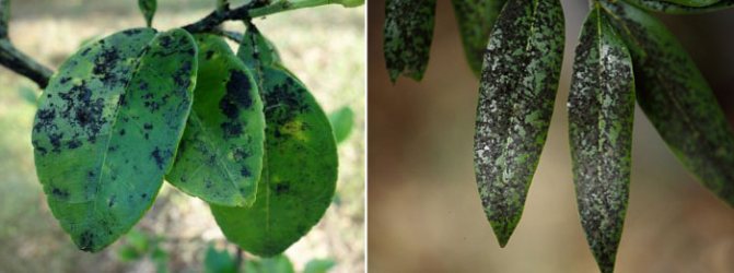 Often, due to the sticky substance that whiteflies secrete, soot fungi appear on infected plants - a dangerous fungal disease. This greatly aggravates the situation and interferes with treatment.